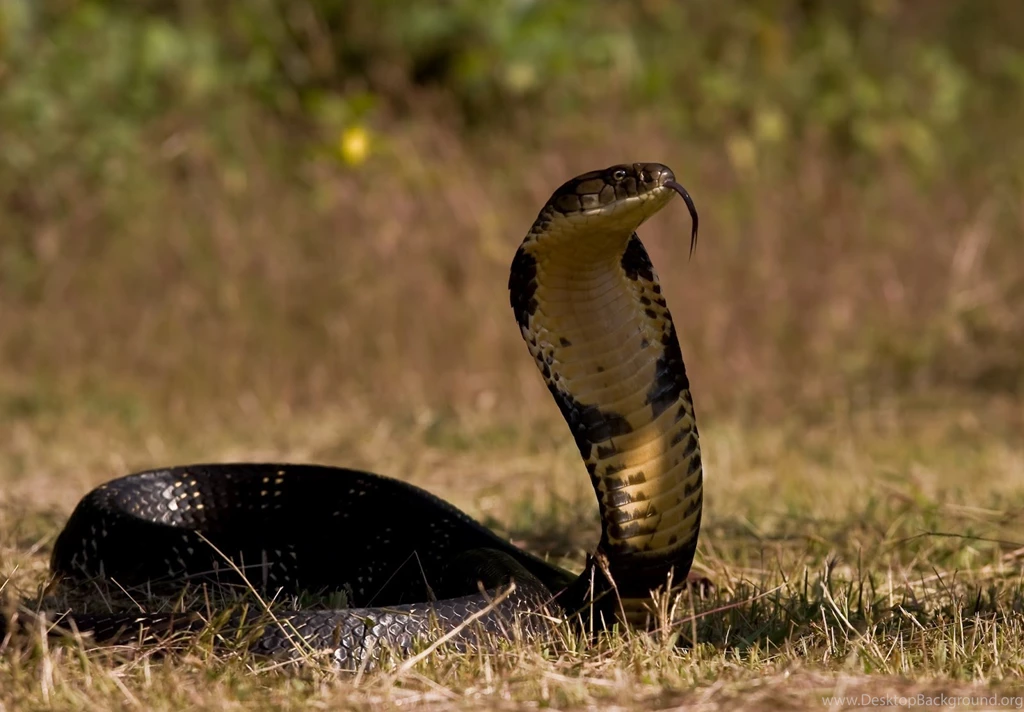 Black Cobra Snake Hd Images