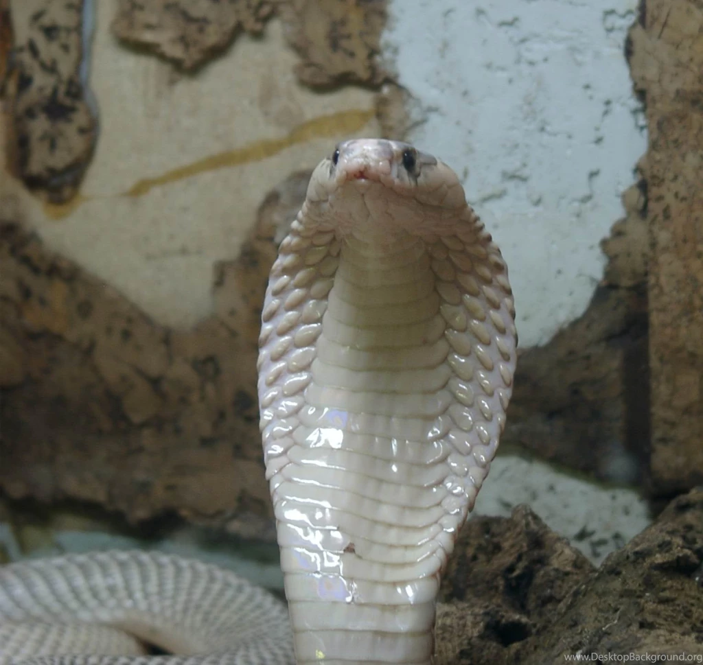 Cobra snakeswallpaper.jpg