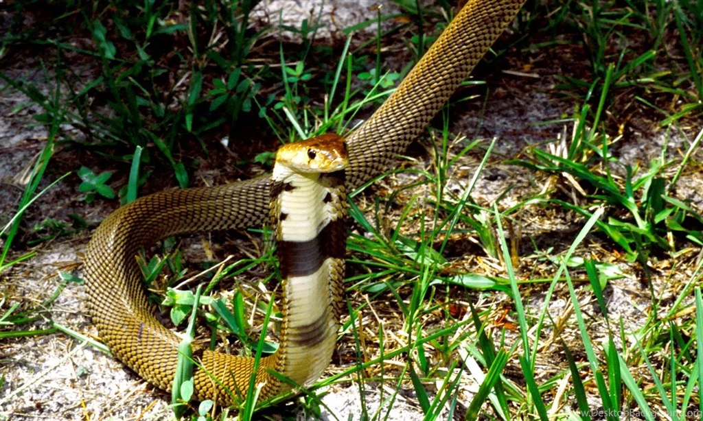 Cobra Snake HD Wallpapers