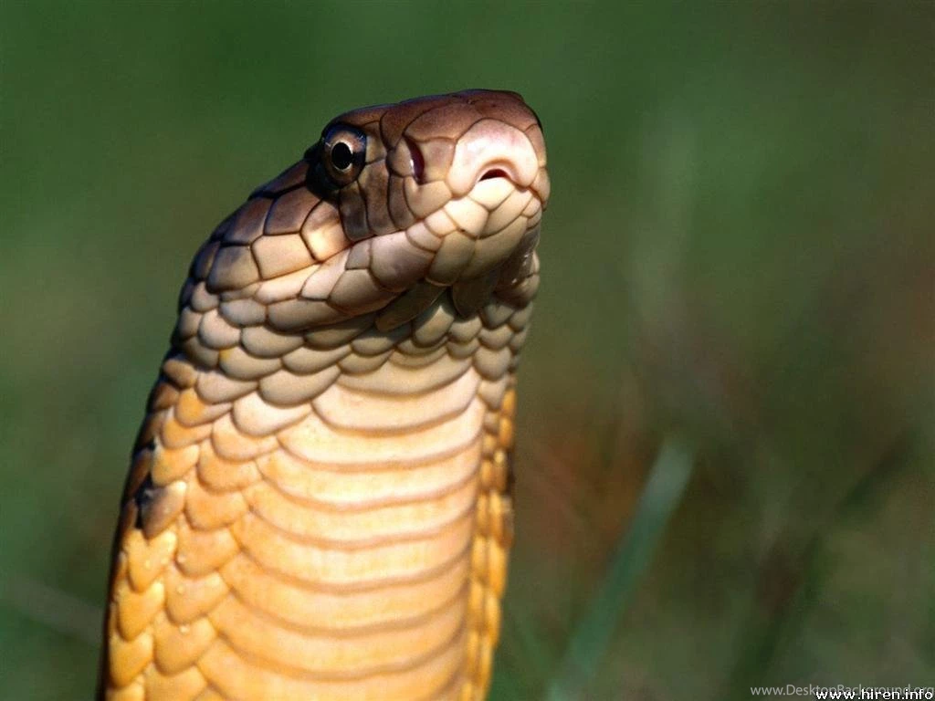 Free Wallpapers King Cobra