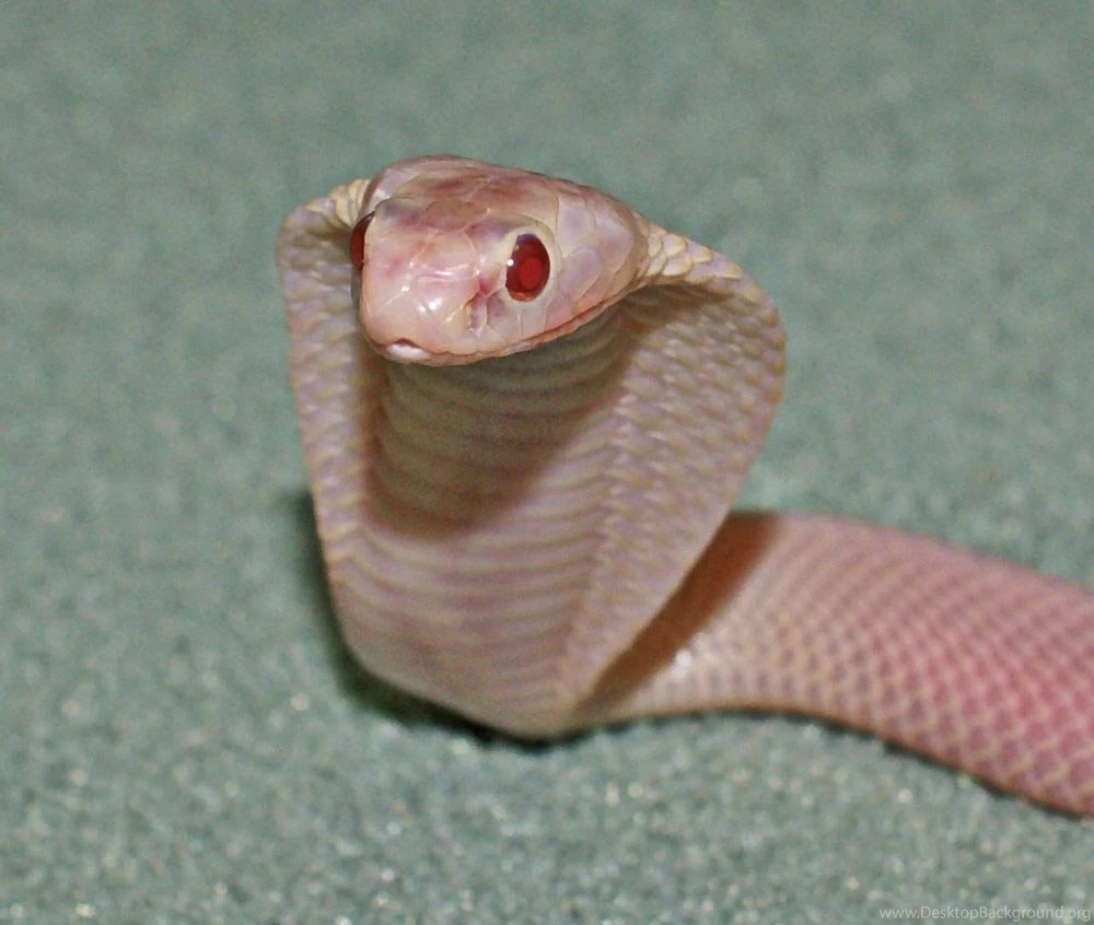 Cobra Snake Wallpapers