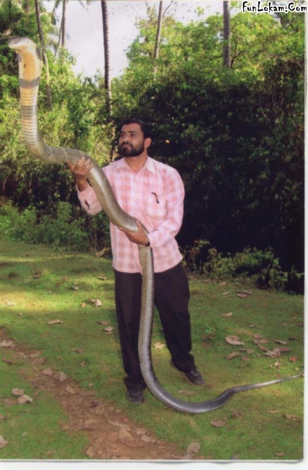 Cobra Snake Wallpapers   Diffraction Photos