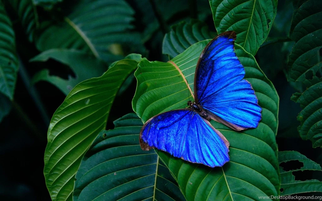 Free Butterfly Wallpapers Wallpapers Cave
