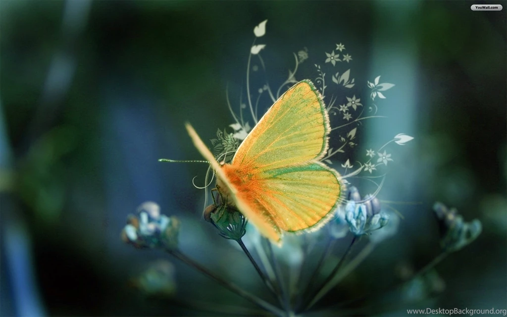 Butterfly Wallpapers Hd Download GG3