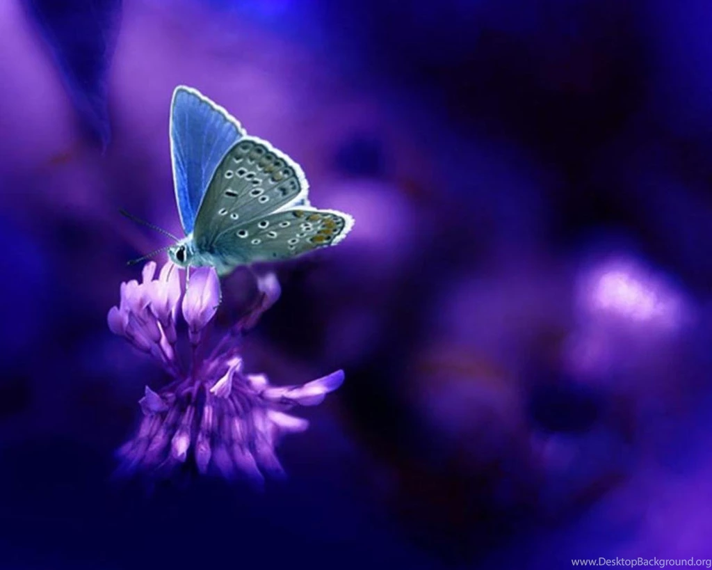 Purple Butterfly Wallpapers All Wallpapers New