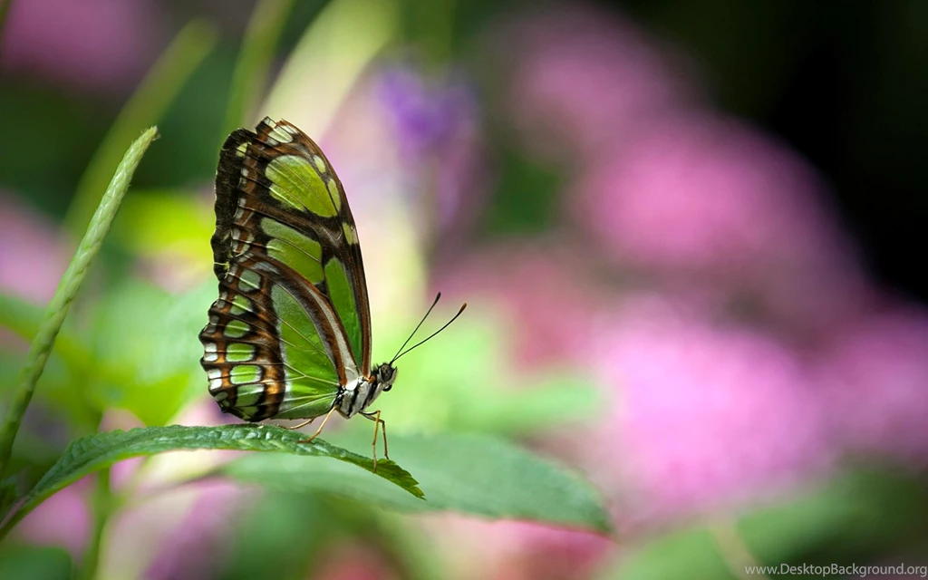 High Definition Butterfly Wallpapers For Free Download