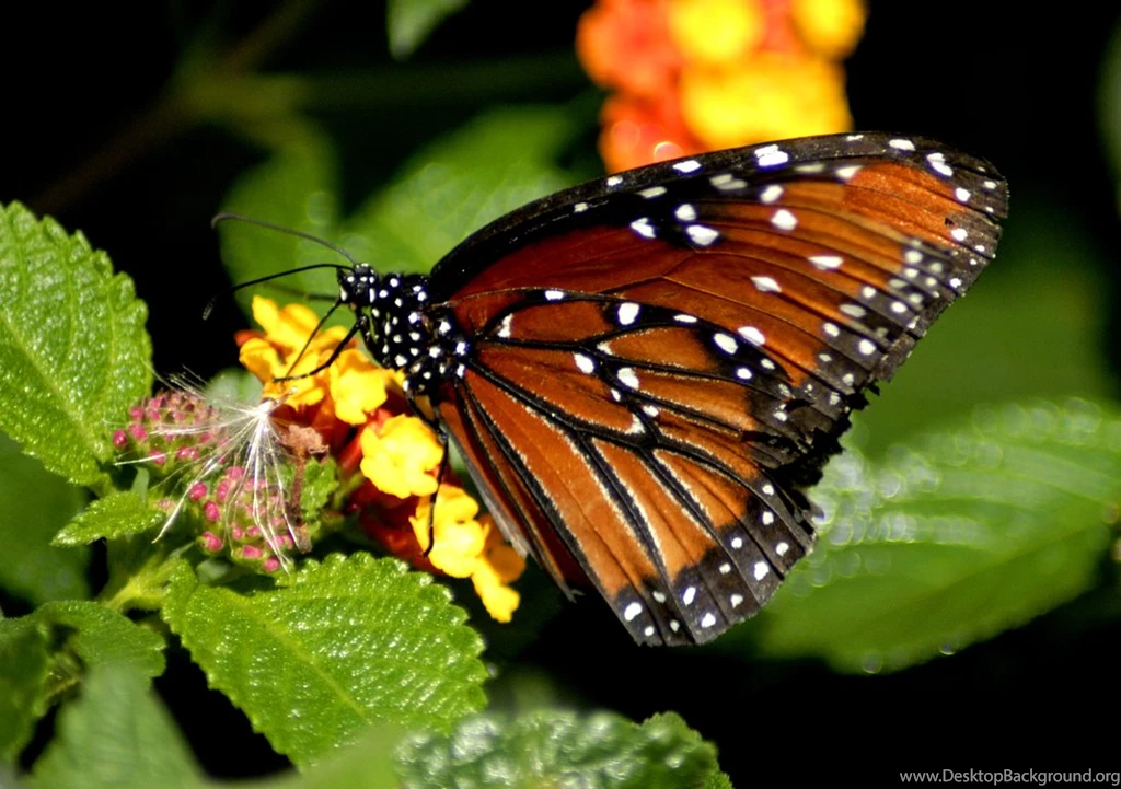 Free Butterfly Pictures Download FREE Butterfly Wallpapers – Image ...