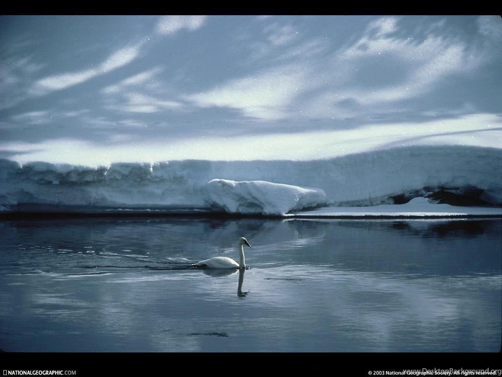 Winter Wildlife   The Animal Kingdom Wallpapers (14059787)   Fanpop