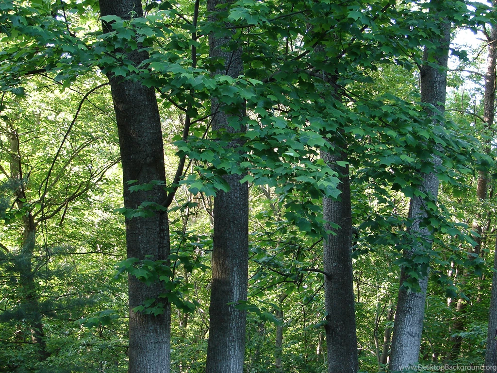 Green Forest Tree Backgrounds By FantasyStock On DeviantArt