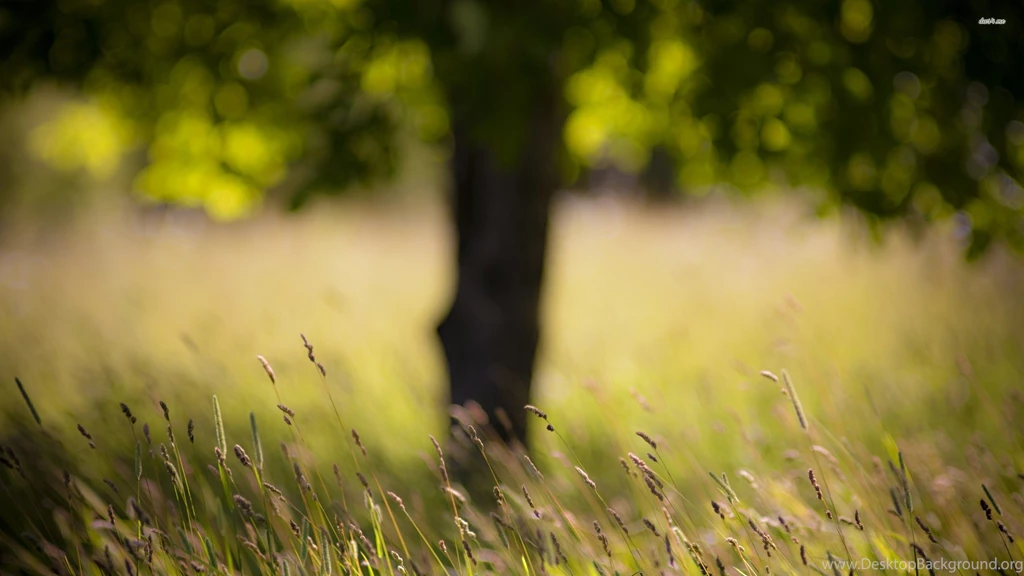 Grass With Tree In The Backgrounds Wallpapers Photography ...