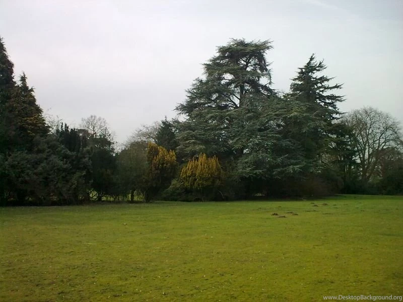 Tree Surgery In Berkshire