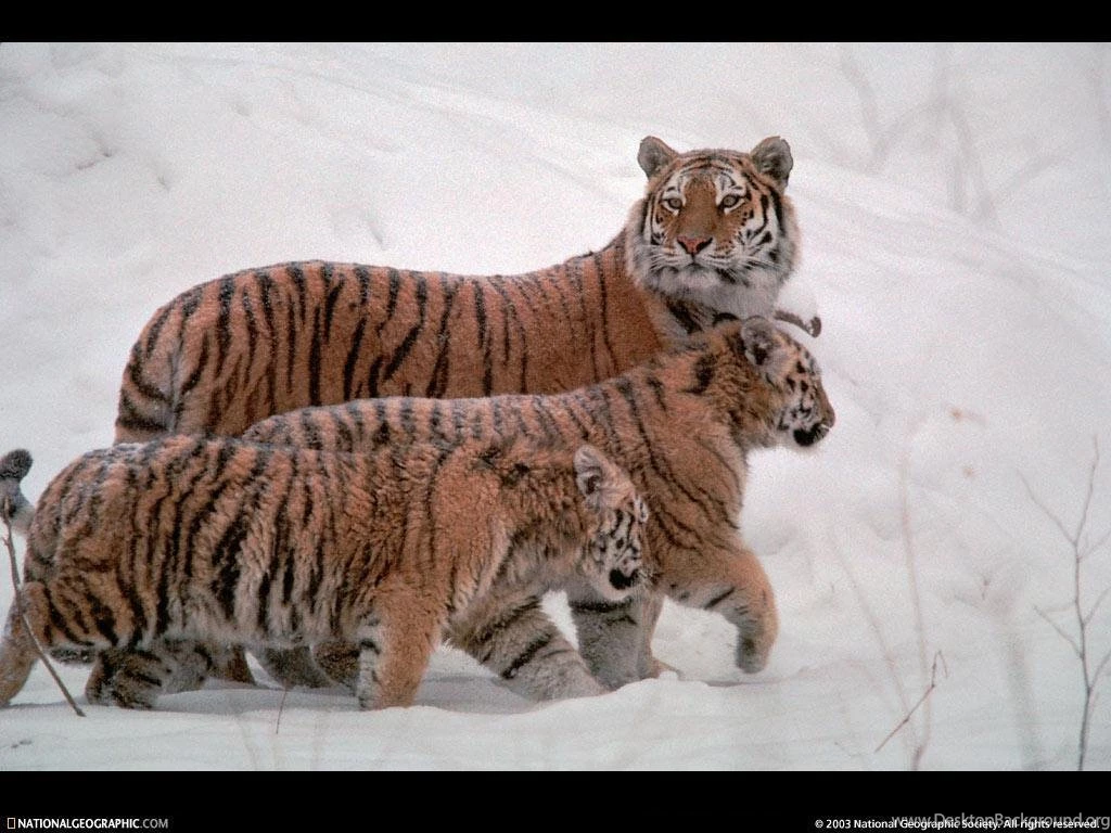 Winter Wildlife   The Animal Kingdom Wallpapers (14059794)   Fanpop