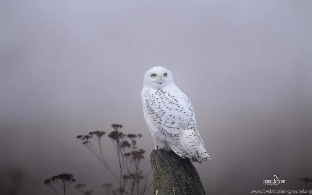 Snowy Owl Ii Autumn Snow Photography Predators Abstract Predarory ...