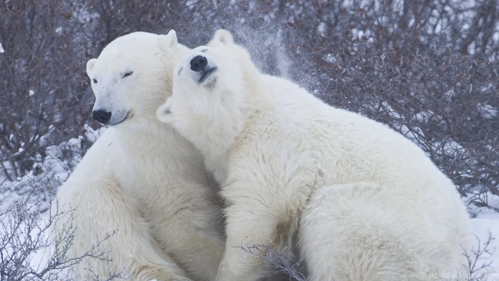 Bears: Bear Hug Wild Wildlife Predators Polar Nature Sweet Animals ...