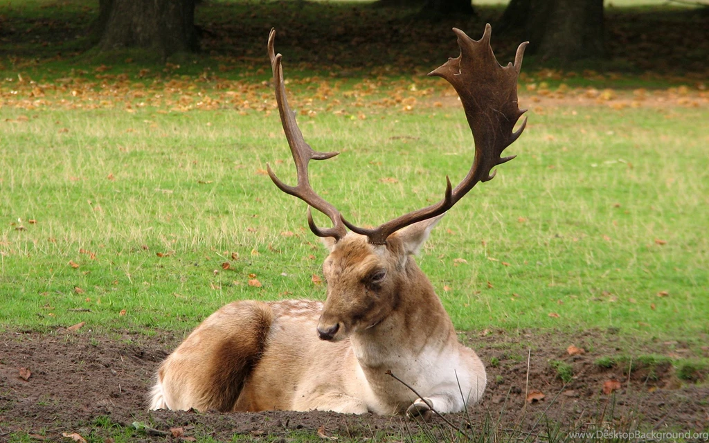 Serious antlers_wallpapers.jpg