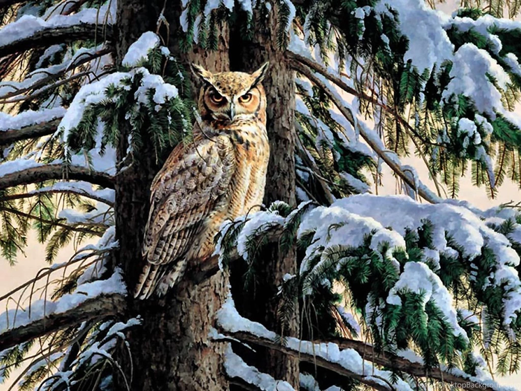 Birds Snowy Owl Perch F1 Raptor Painting Bird Animal Snow Winter ...