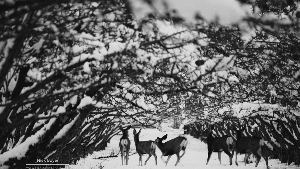 960x600 Wallpapers Page 890: Back Photography Deer Abstract Nature ...