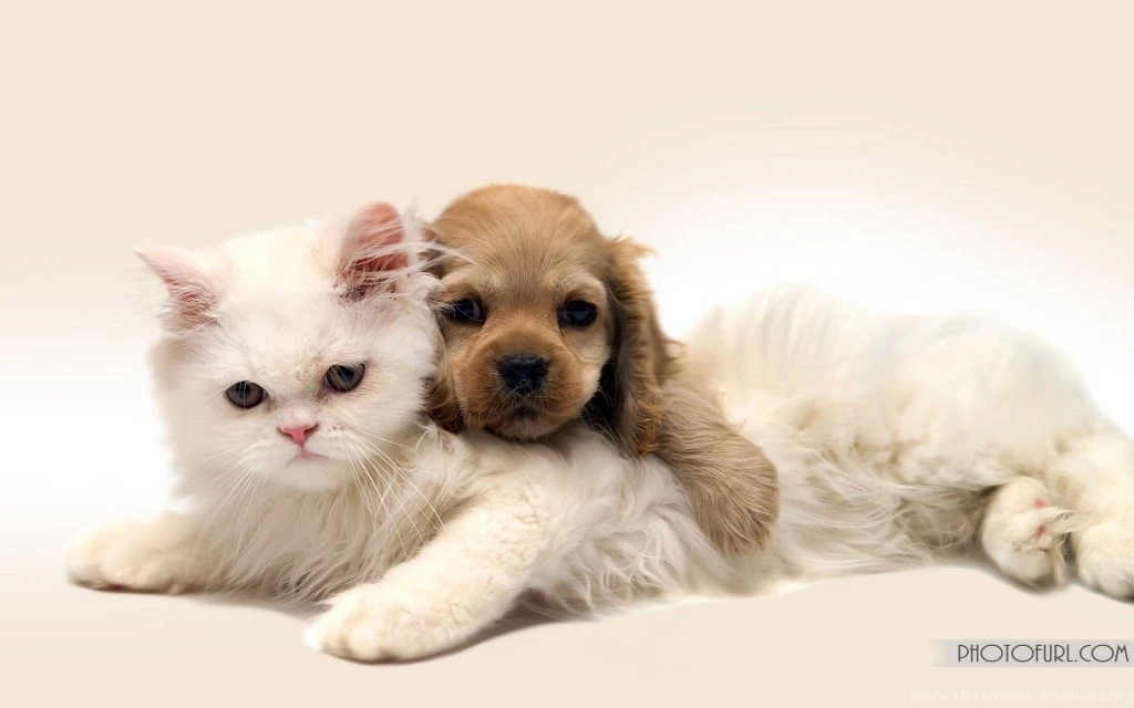 Animal Wallpapers 2011