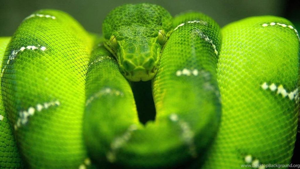 Free Cobra Wallpapers Download   Animals Town