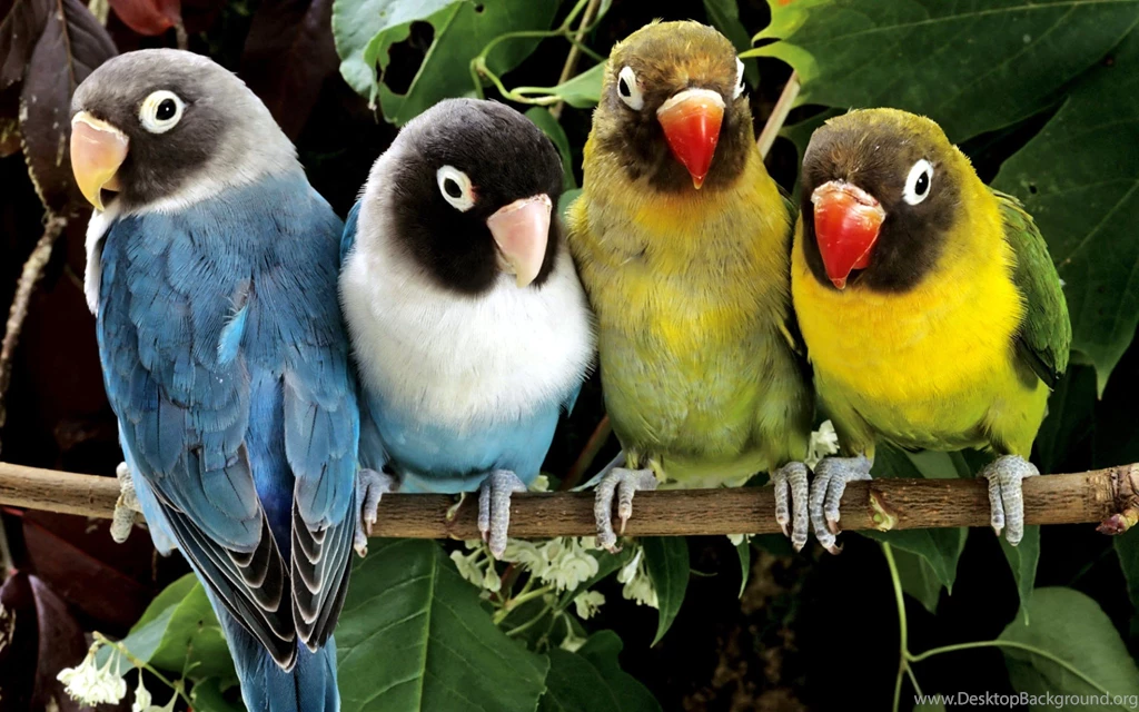 Animal Wallpapers With HD Wallpapers Kemecer.com