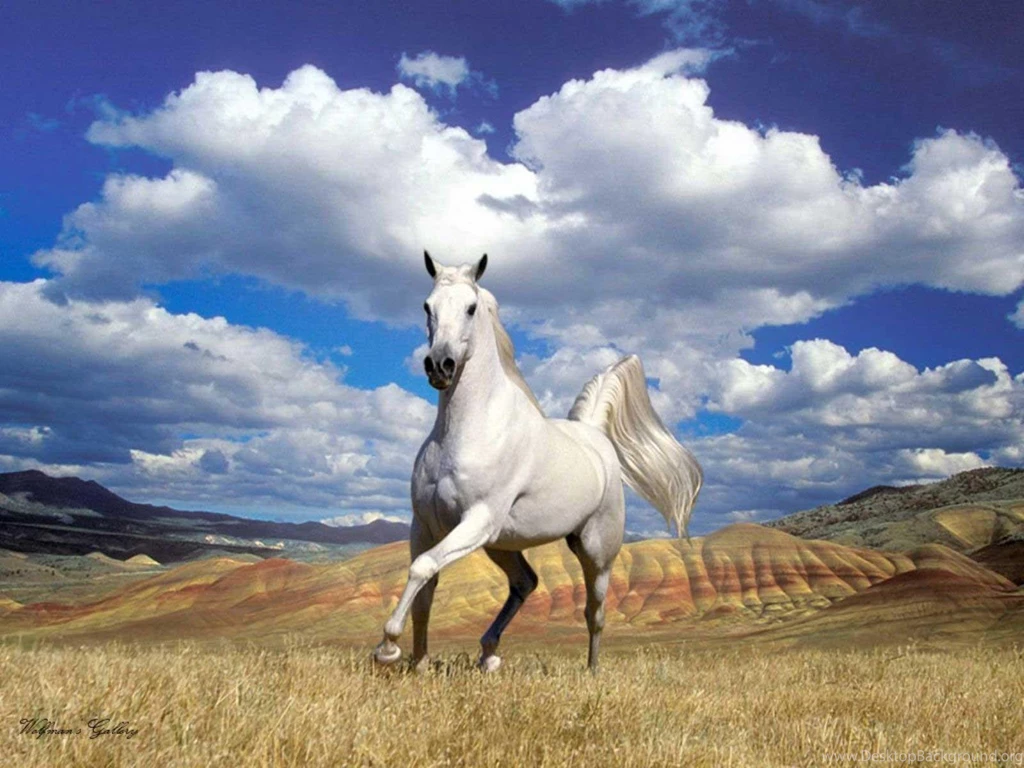 Category: Animal ›› Page 0