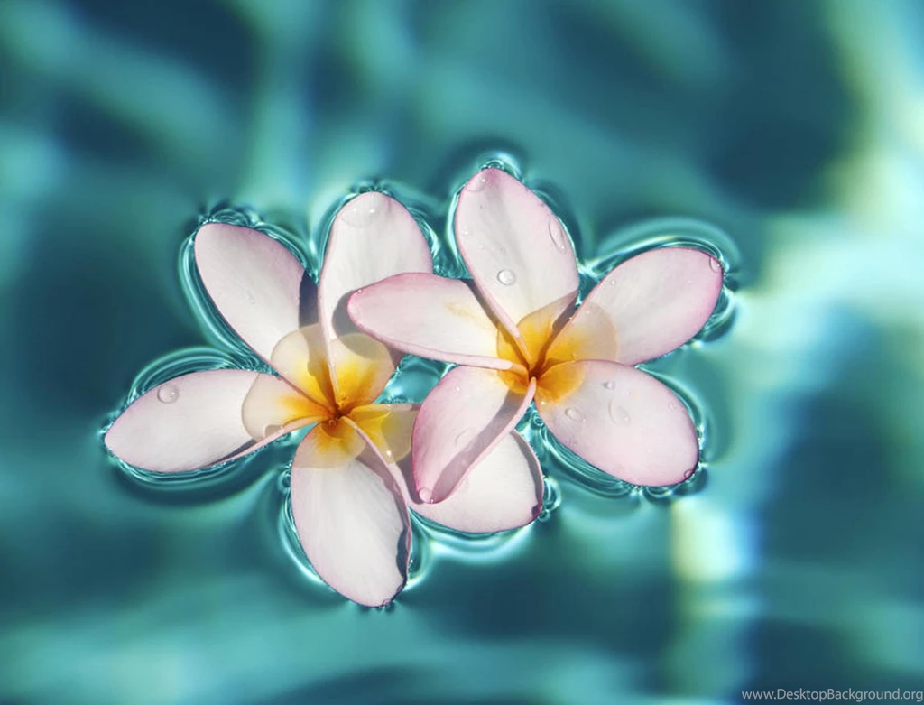 Exotic Flower Wallpapers Wallpapers Cave