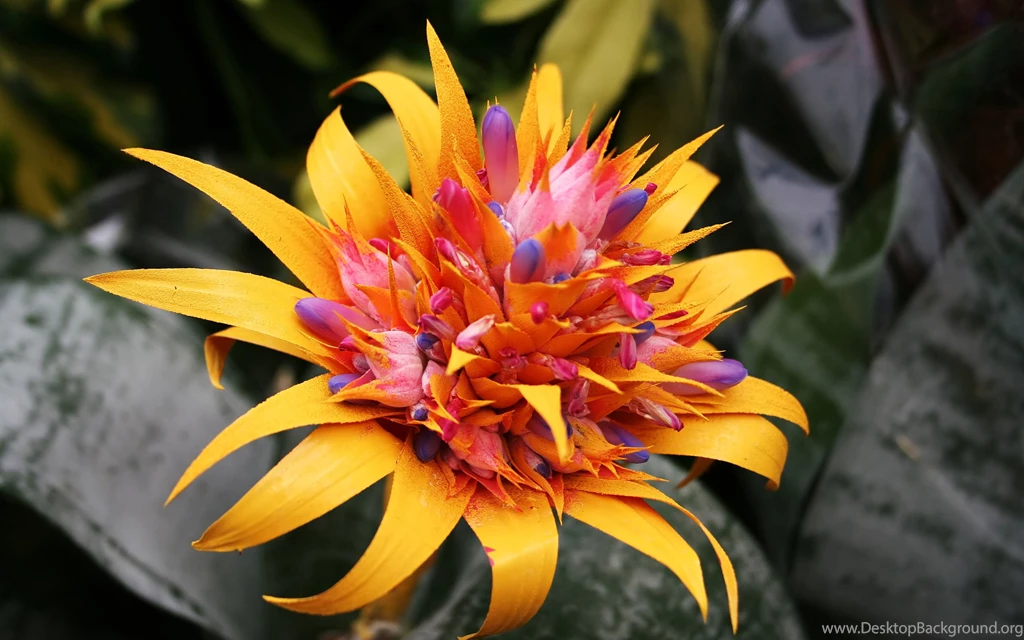 Tropical Flower Tropical Flowers Hd Wallpapers 1 My City Flower ...