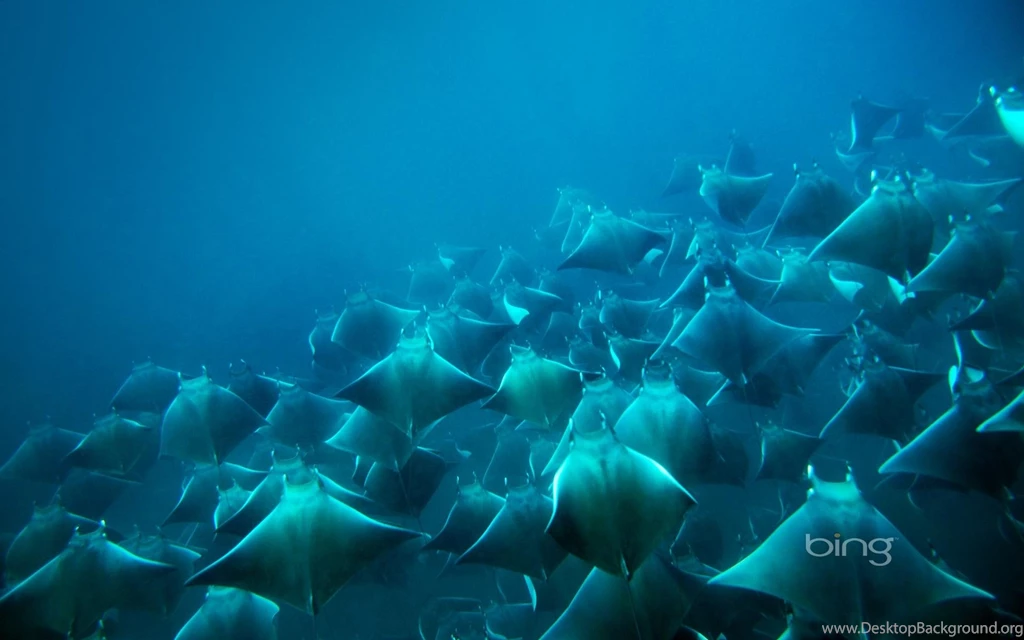 Fish: Manta Devilfish Bing Photography Widescreen Sea Fish Desktop ...