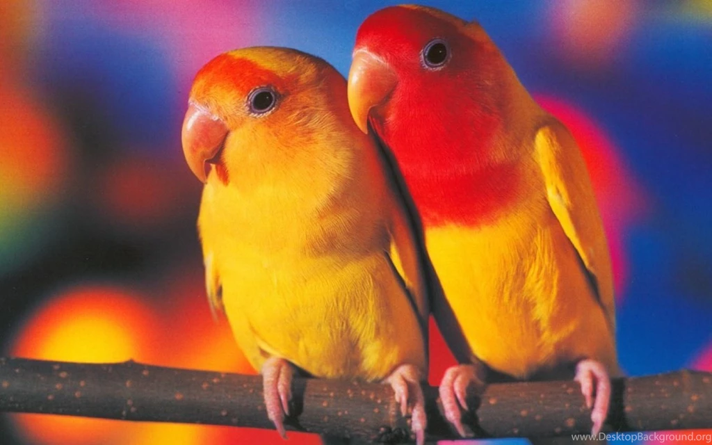 Images Of Birds And Animals   HD Wallpapers Pretty