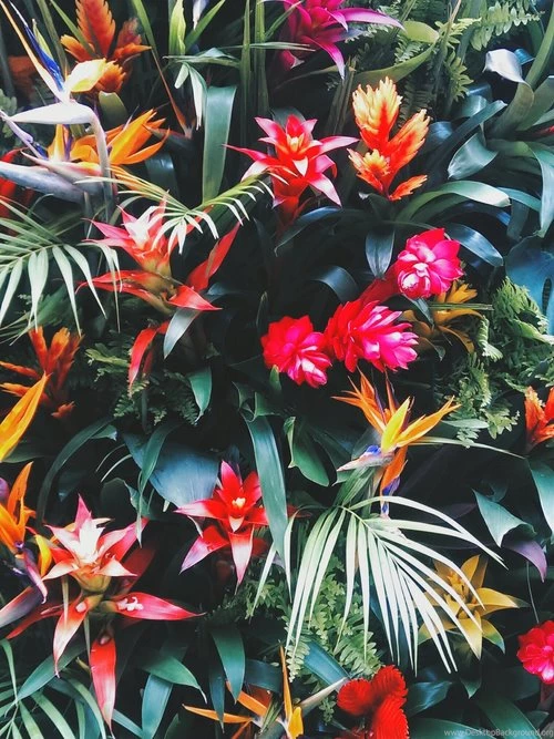 Tropical Paradise