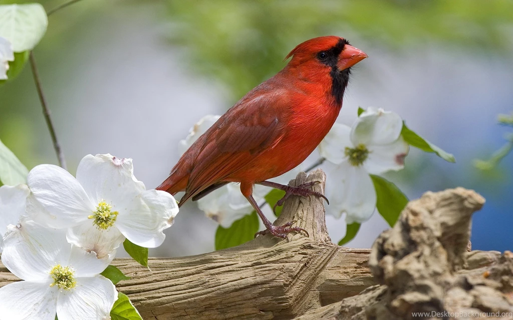 Red Bird Wallpapers And Images   Wallpapers, Pictures, Photos
