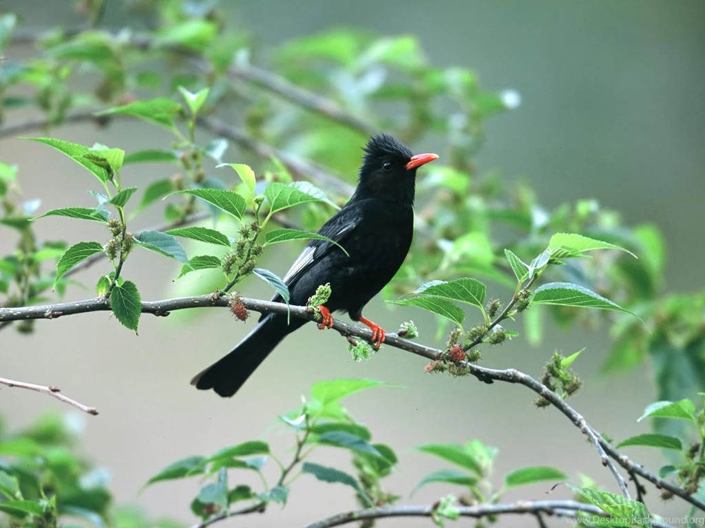 Desktop birds and animals wallpapers download.jpg