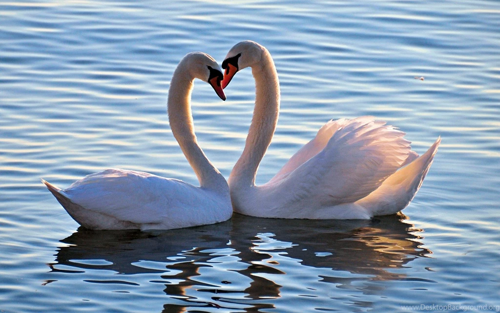 Swan luv deals