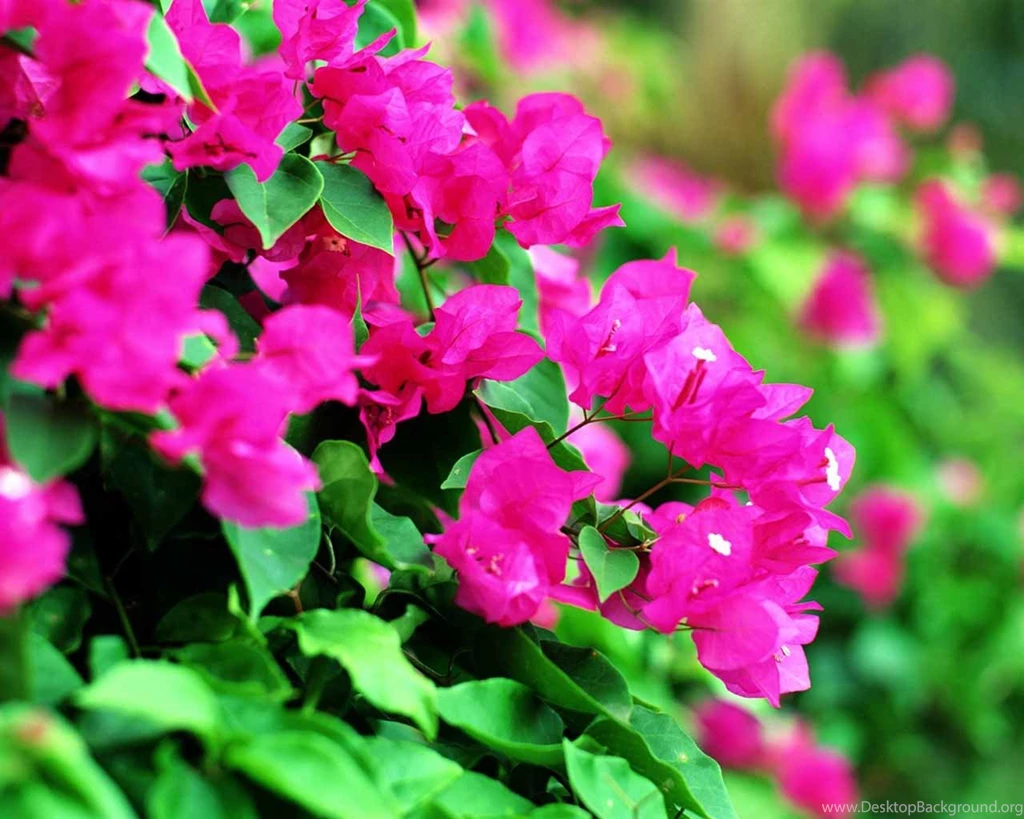 Flowers Images Download Download