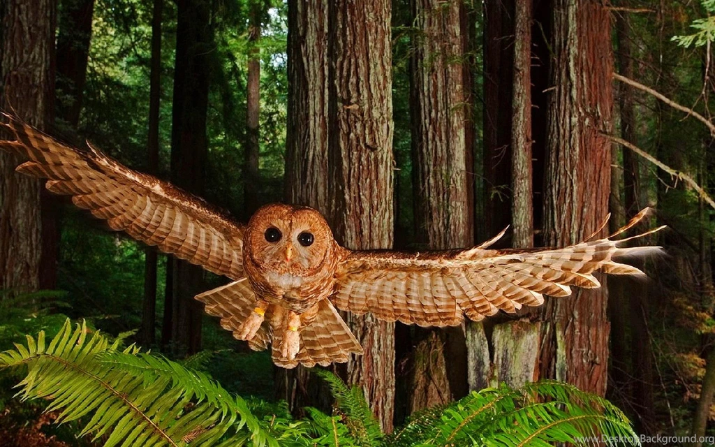 Animals Birds Wallpapers >> Backgrounds With Quality HD