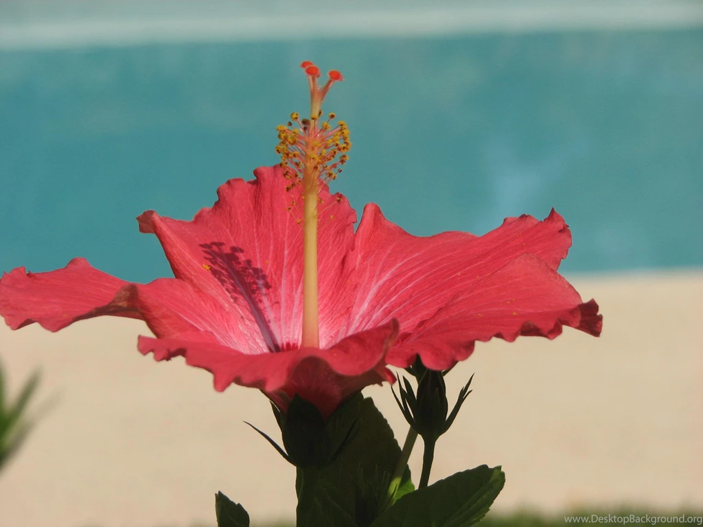 Red Hibiscus Tropical Flower By Pool (