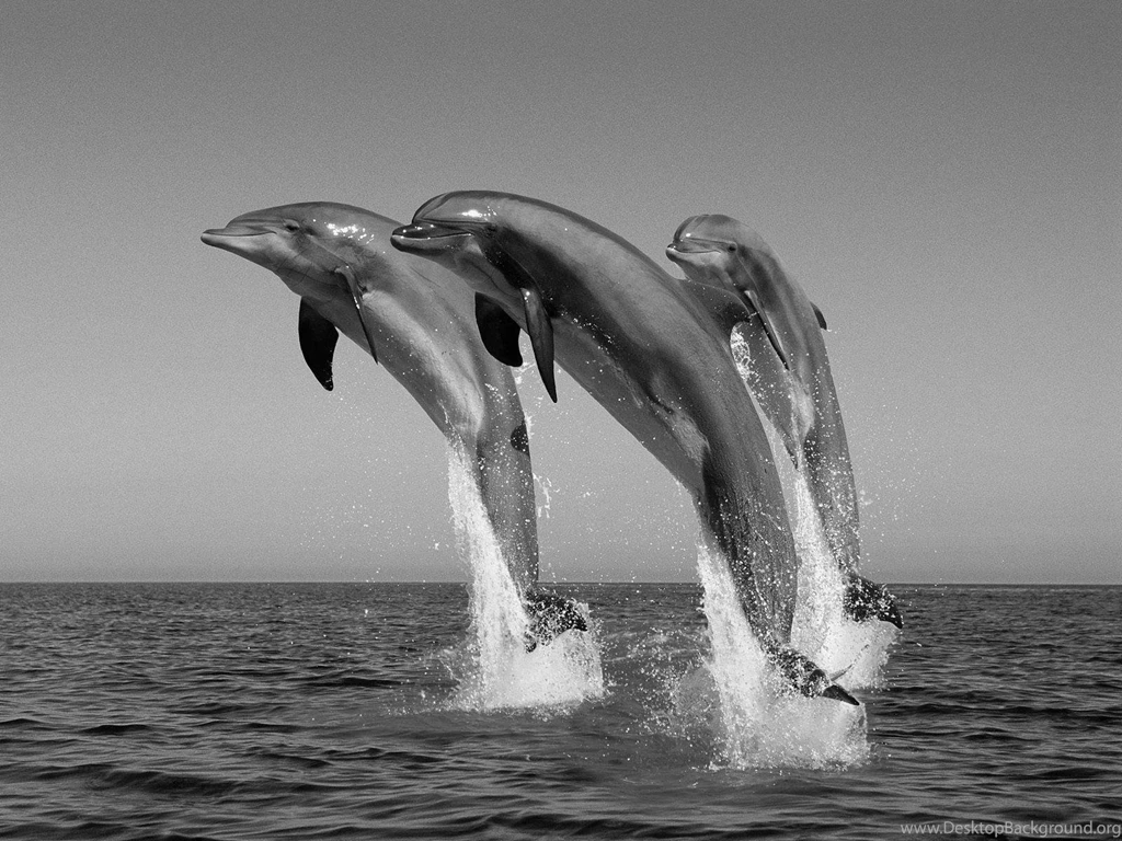 Animals & Birds Black And White Bottlenose Dolphins Wallpapers ...