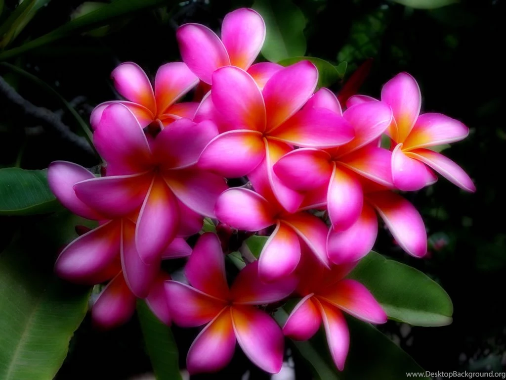 Hawaii Flowers Wallpapers   Flowers : Tree Of Life