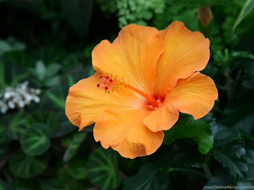 Hibiscus Flower Images And Wallpapers Download