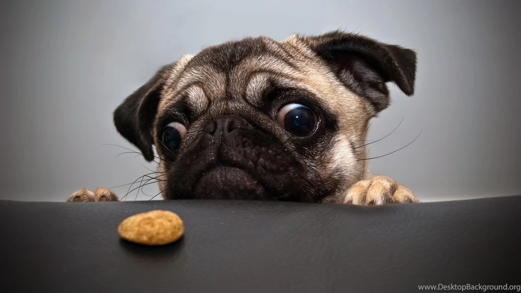 74 Pug HD Wallpapers