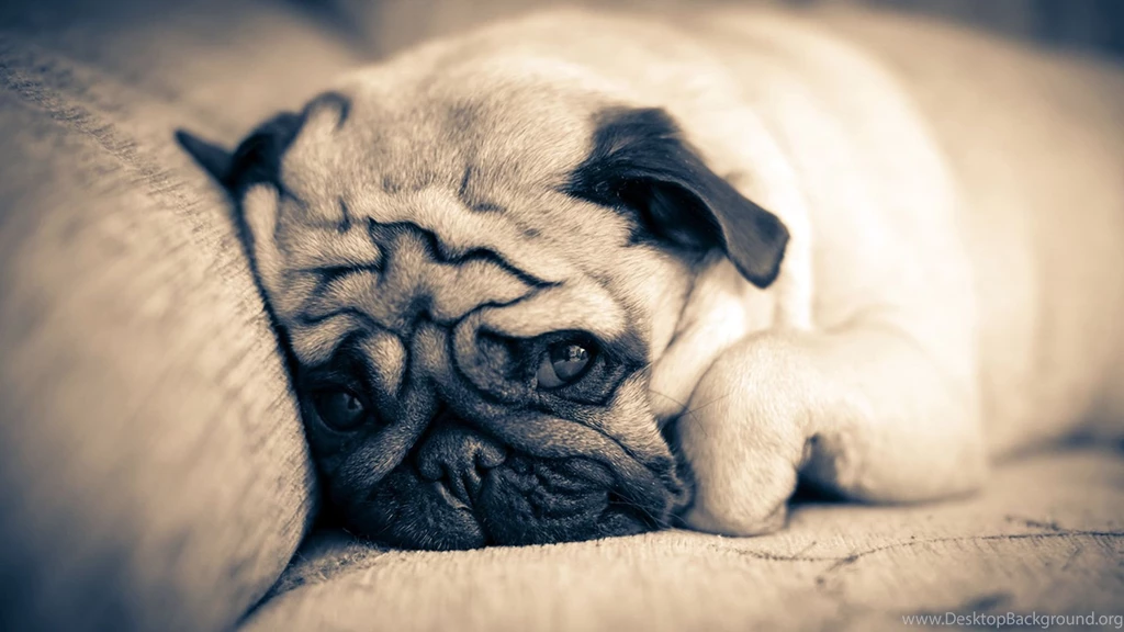 Pug Puppies Wallpapers Hd 38 Desktop Wallpapers Hivewallpaper.com