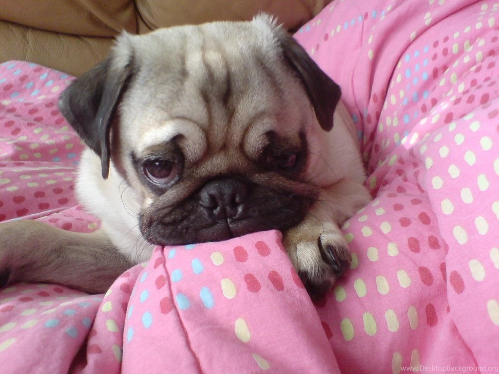 Wallpapers Pug Free Puppy The 1024x768