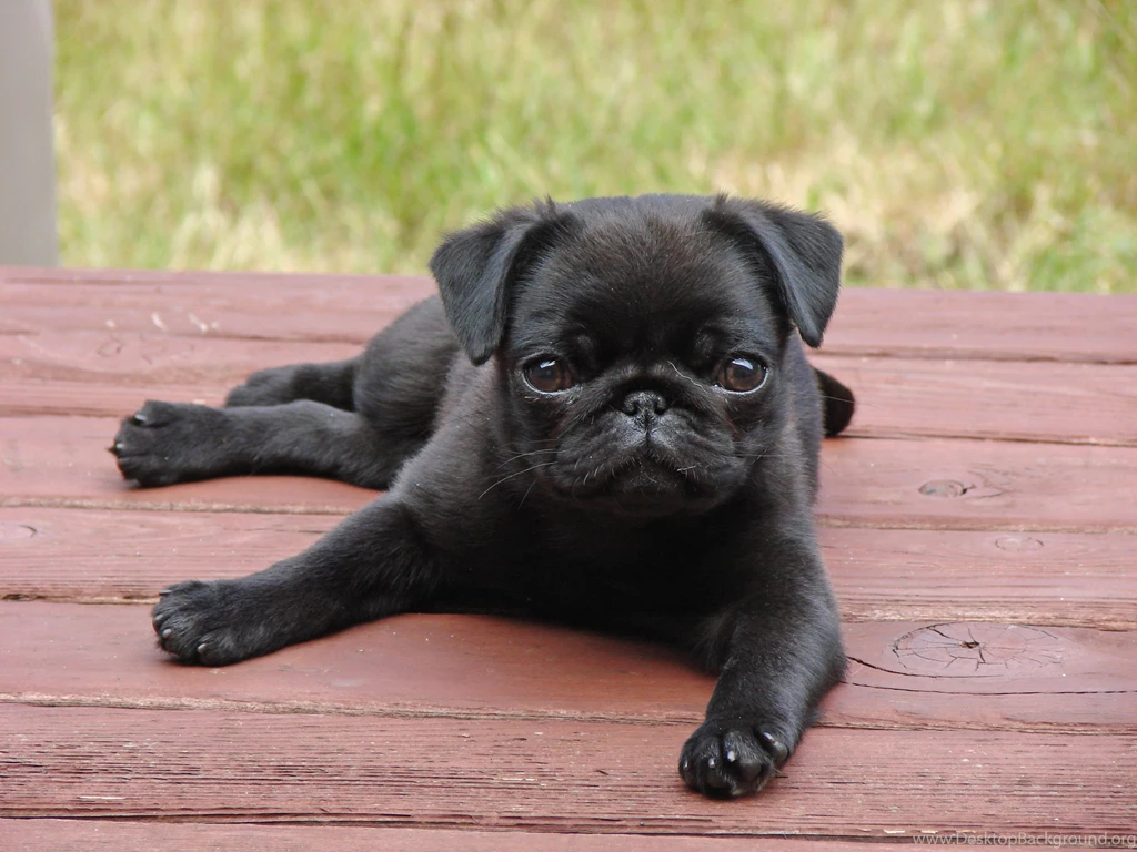Pug Puppies   Dr. Odd