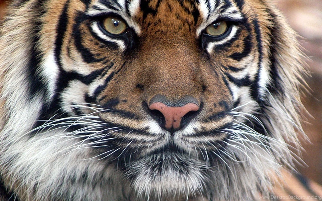 HD Awesome Tiger Face Wallpapers Full Size HiReWallpapers 3415