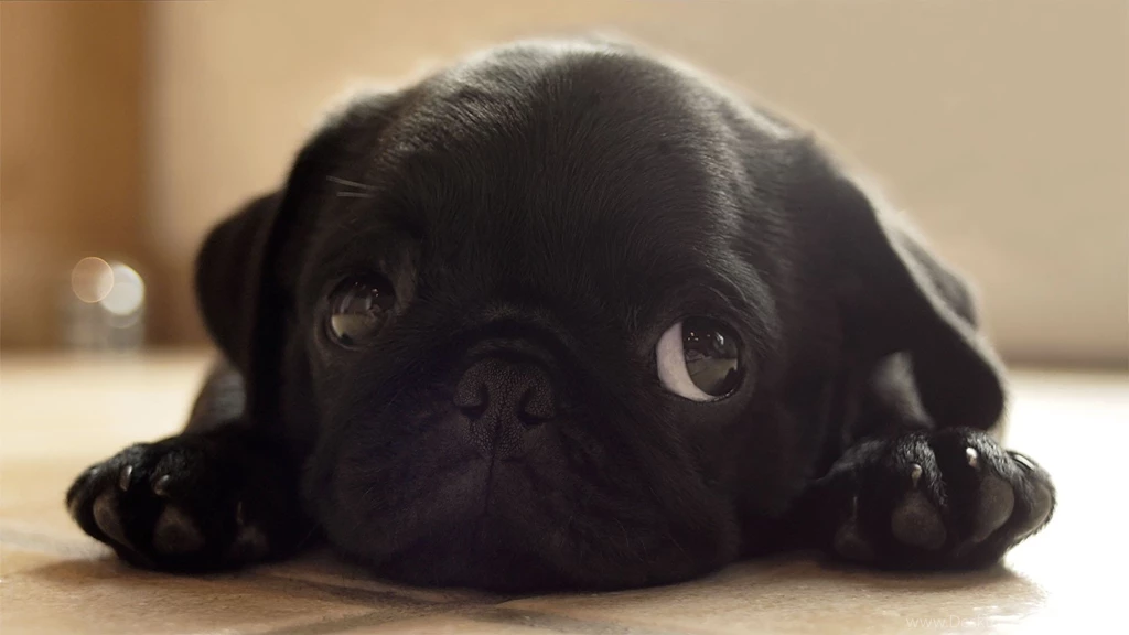 Black Pug Puppies HD Wallpapers