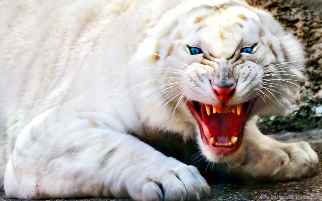 191 White Tiger HD Wallpapers