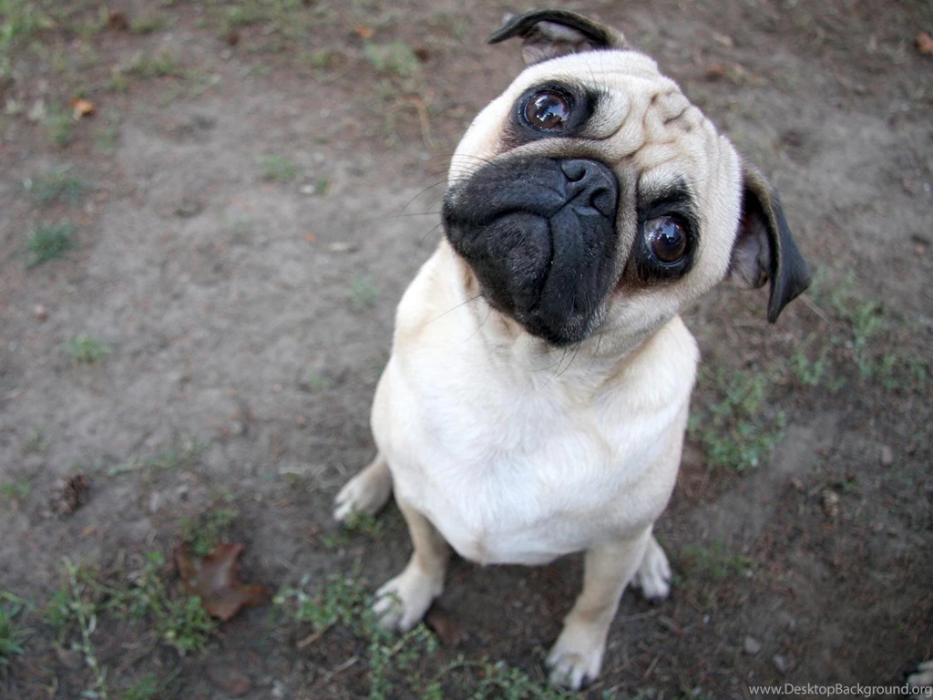 Animal Life Dogs Puppy Dogs Pug Dog Wallpapers 1600x1200 Resimkoy
