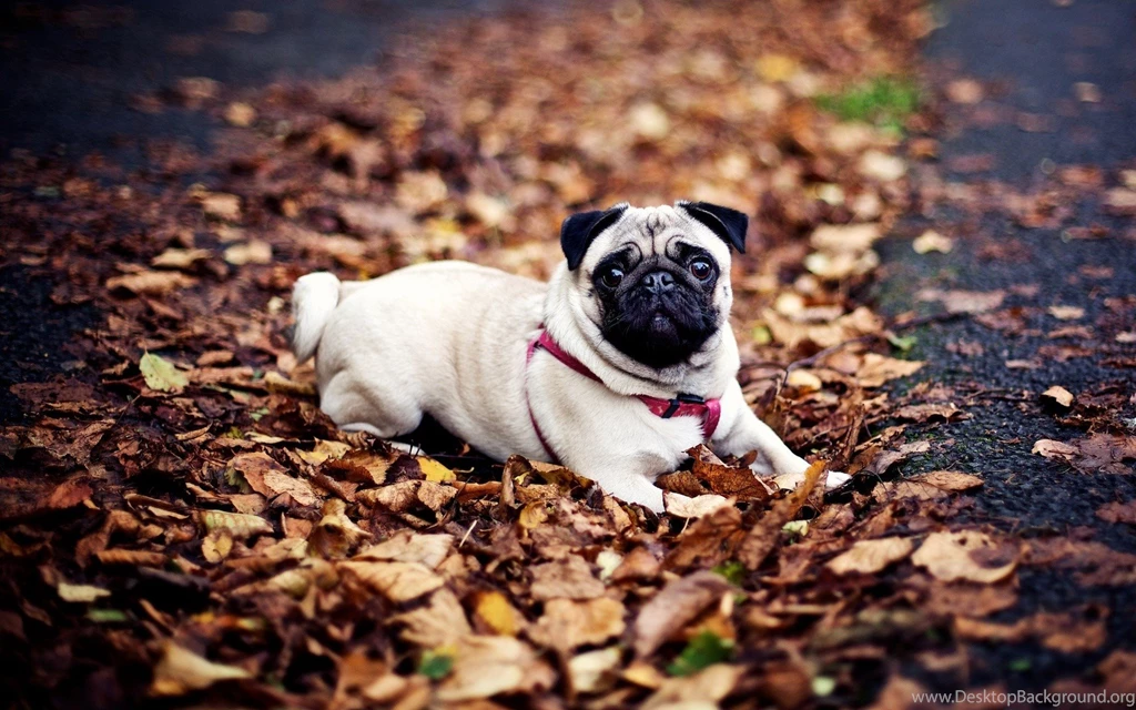 Pug Wallpapers