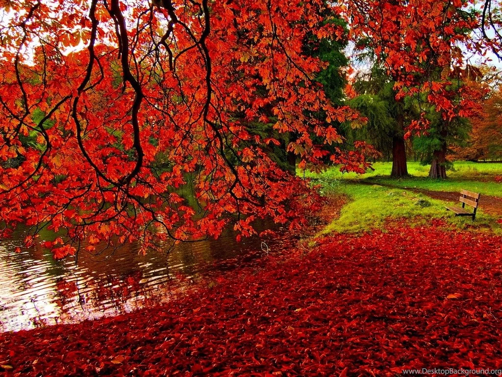 Red Leaves Fall Wallpapers