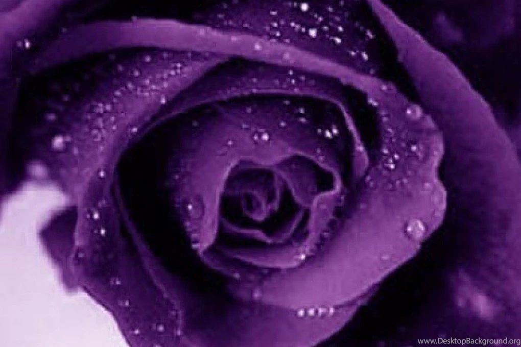 Purple Rose Flowers Flower HD Wallpapers, Images, PIctures ...